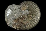 Fossil Jurassic Ammonite (Leioceras) - Germany #117180-1